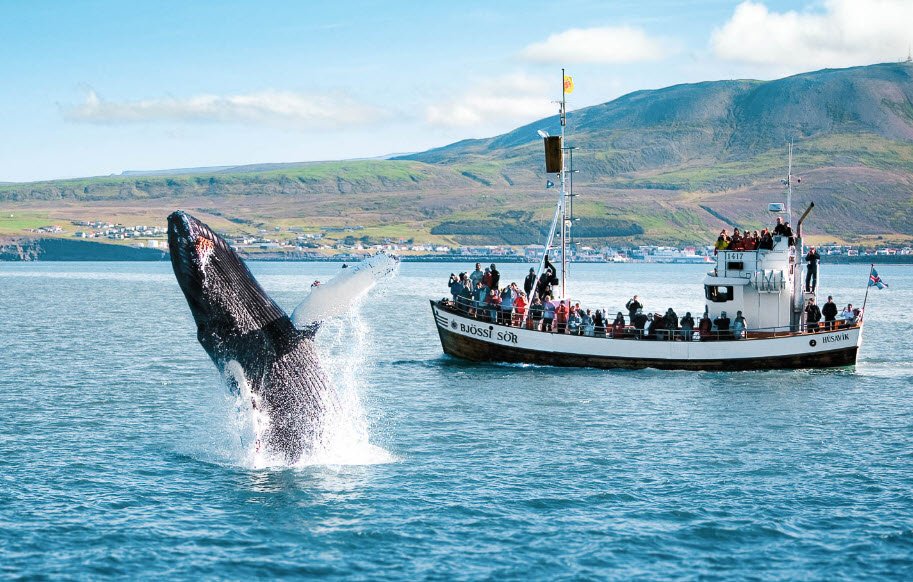 Húsavík Whale Watching, Húsavík, North Iceland, Iceland
